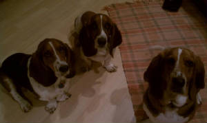 Bassets